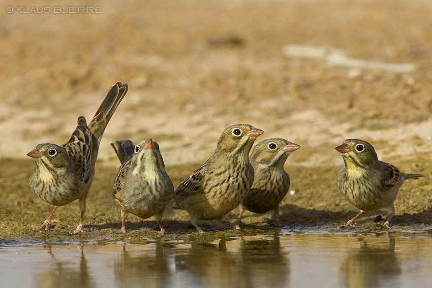 Ortolan Bunting_KBJ0724.jpg - Ortulan Buntings - Kibbutz Lotan